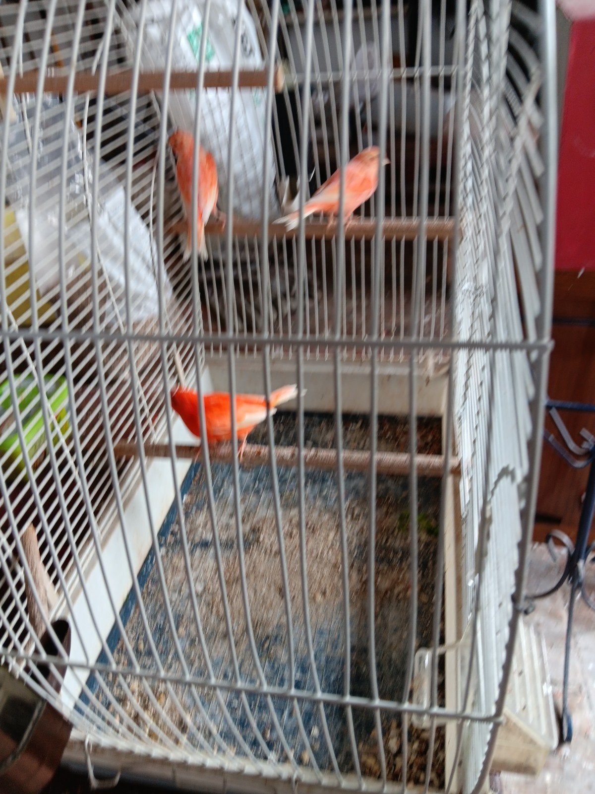 kanarievogels, Dieren en Toebehoren, Vogels | Kanaries, Geslacht onbekend, Kleurkanarie