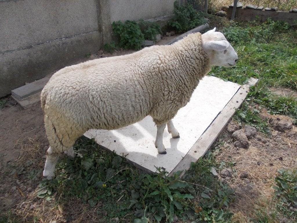 Mooie Schapenbok, Dieren en Toebehoren, Mannelijk, Schaap, 0 tot 2 jaar