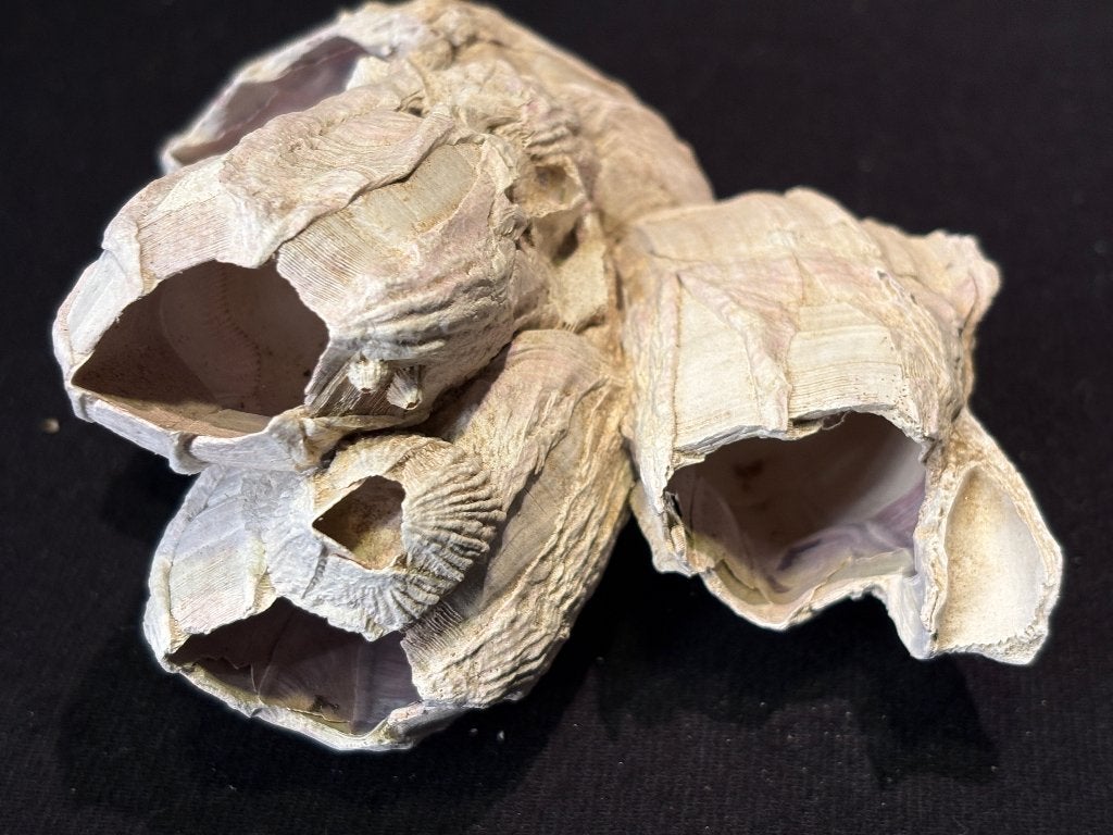 Natuurlijk Wit Koraal, Verzamelen, Mineralen en Fossielen, Ophalen of Verzenden, Mineraal