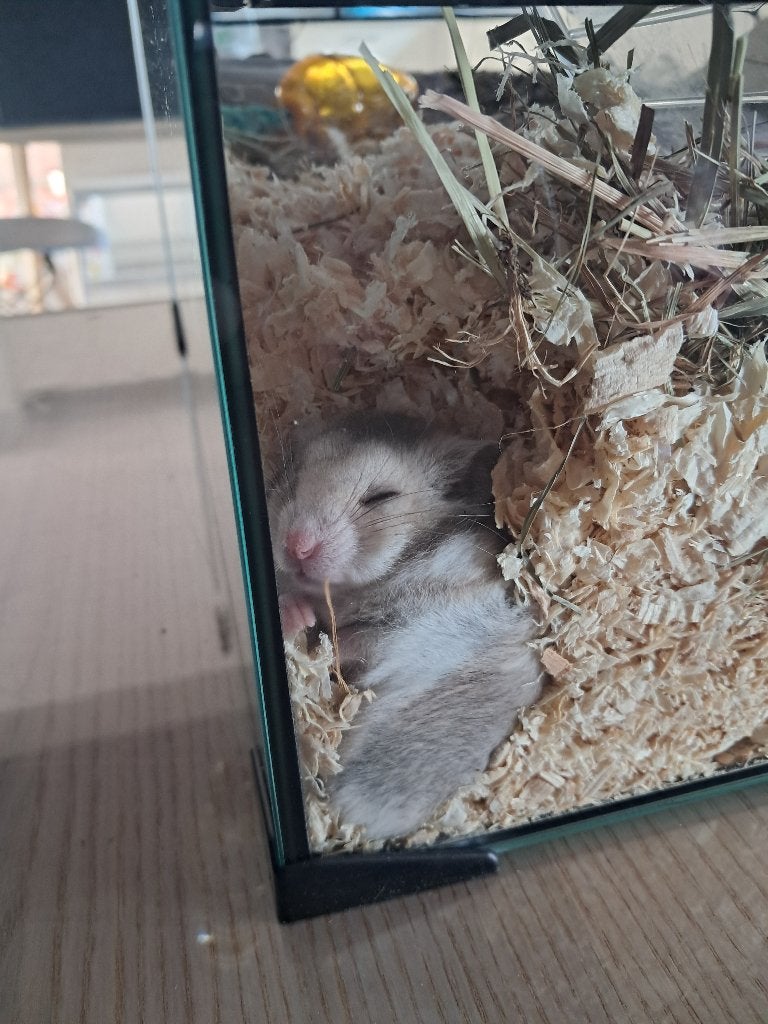 Goudhamster man + kooi alles incl, Dieren en Toebehoren, Hamster, Mannelijk, December, Tam