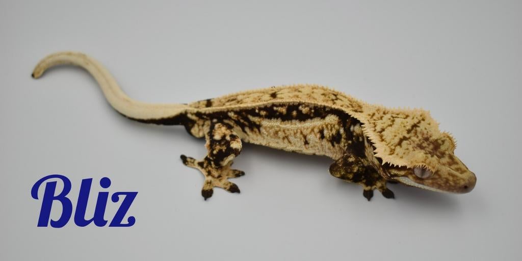 Wimpergekko proven man, Dieren en Toebehoren