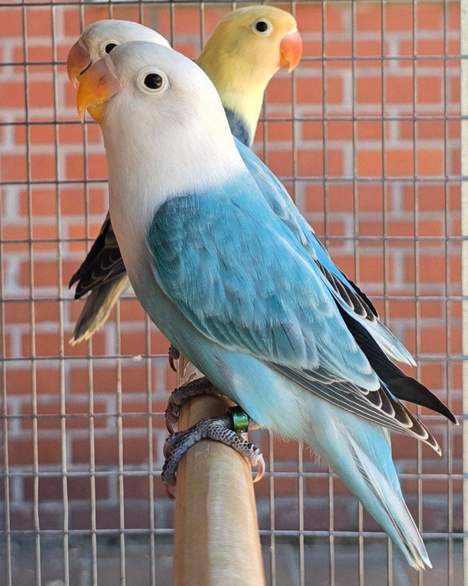 3 Blauwe Opaline Fischeri 2026, Animaux & Accessoires, Oiseaux | Perruches & Perroquets, Perroquet nain ou Inséparable, Plusieurs animaux