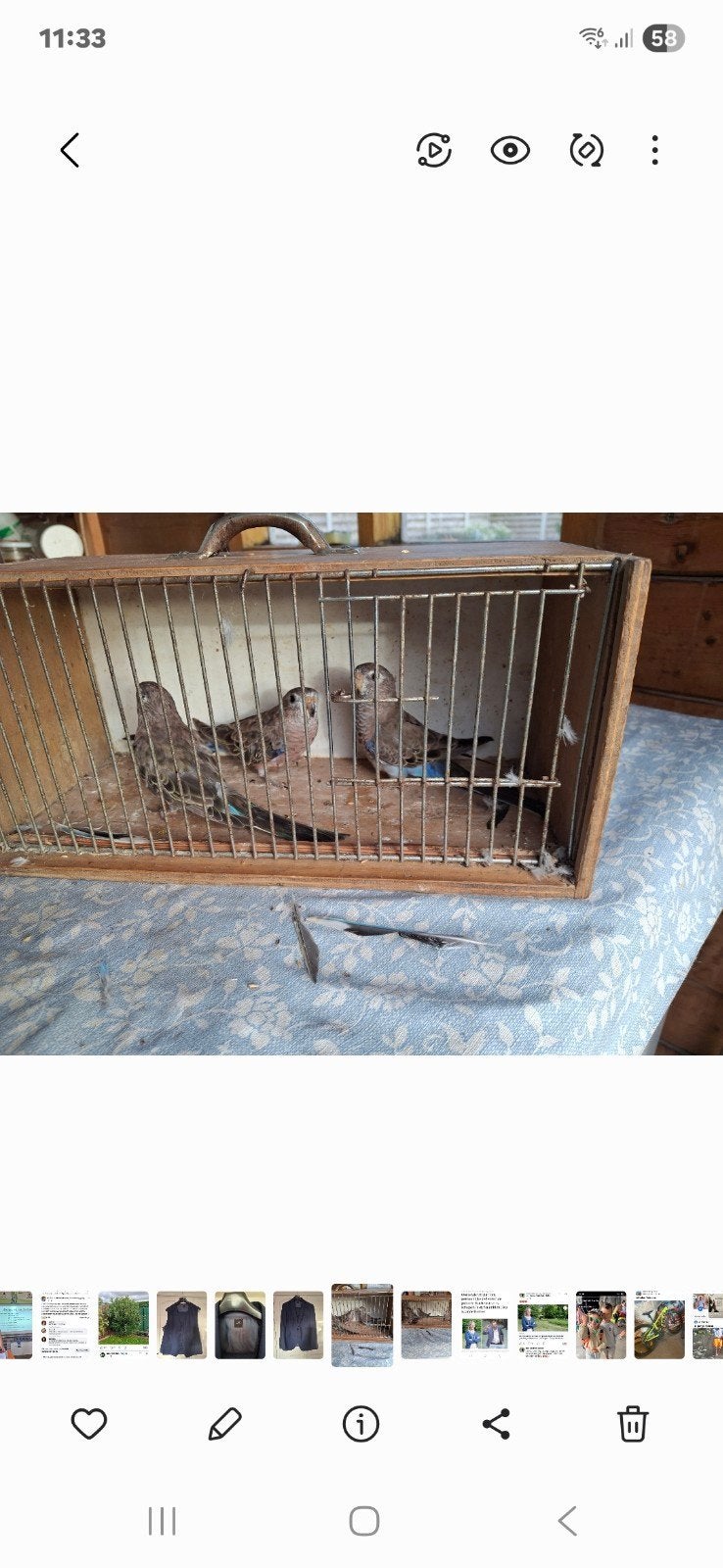 boertjes, Dieren en Toebehoren, Ophalen