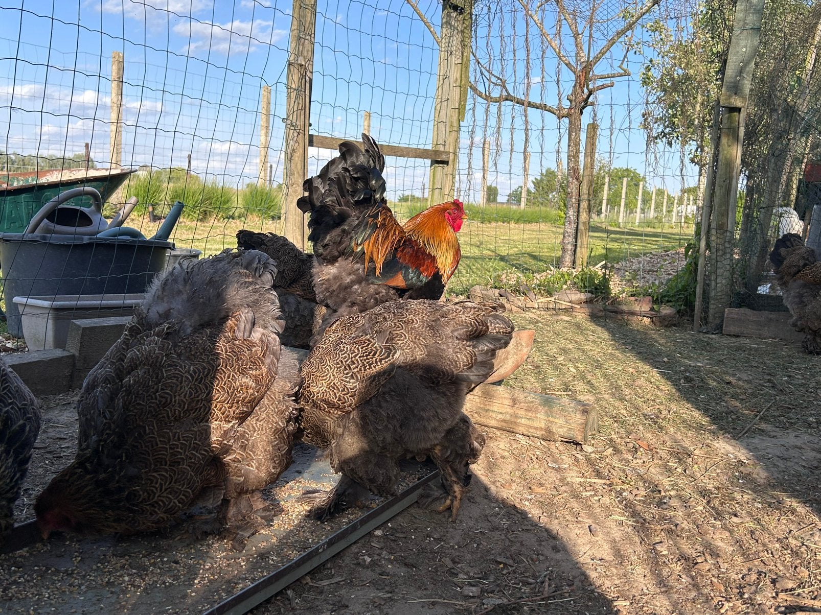 Œufs à éclore de Brahma de différentes couleurs, Animaux & Accessoires, Volatiles, Plusieurs animaux, Poule ou poulet