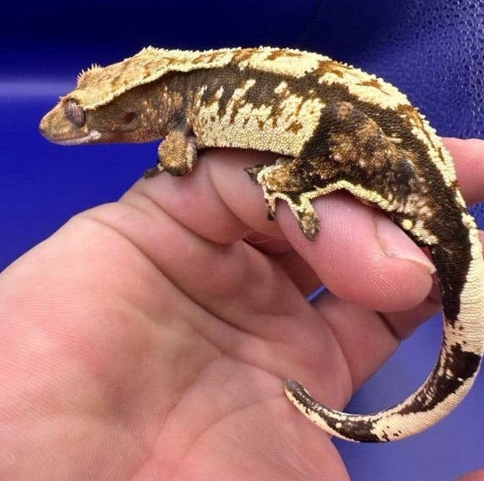 Beurs Houten Sale ! Wimpergecko 1.0 (vague 50), Animaux & Accessoires, Reptiles & Amphibiens, Autres espèces, 0 à 2 ans