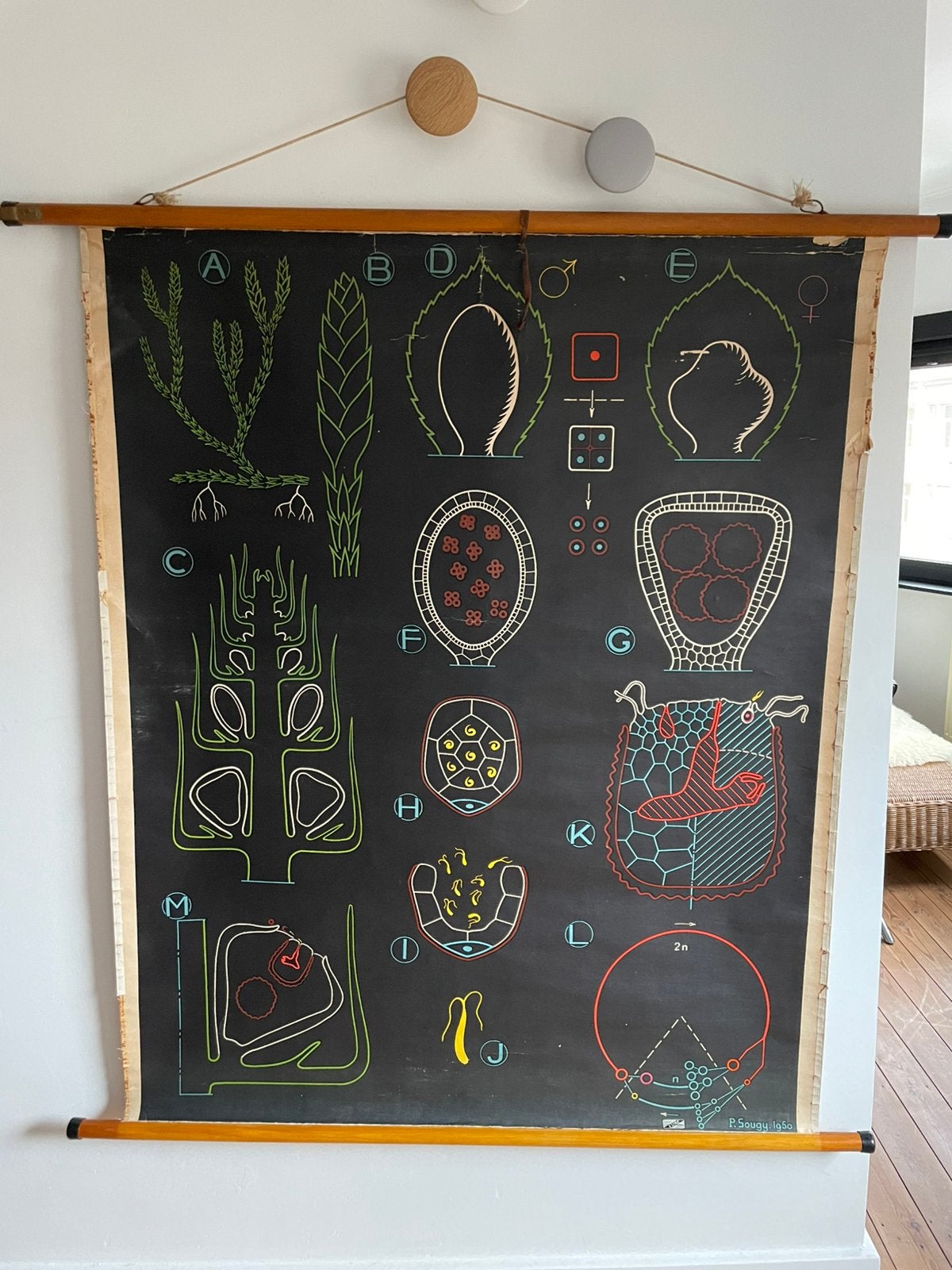 Oude grote vintage schoolkaart, Ophalen of Verzenden, Natuur en Biologie
