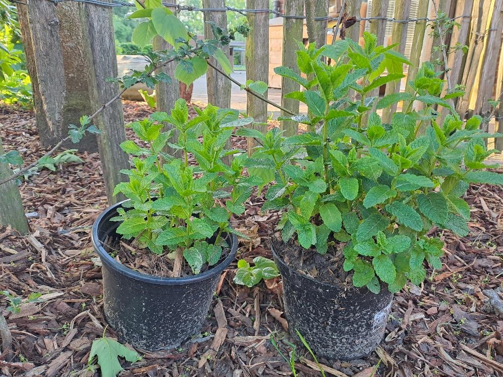 Munt planten te koop, Tuin en Terras, Ophalen, Kruiden