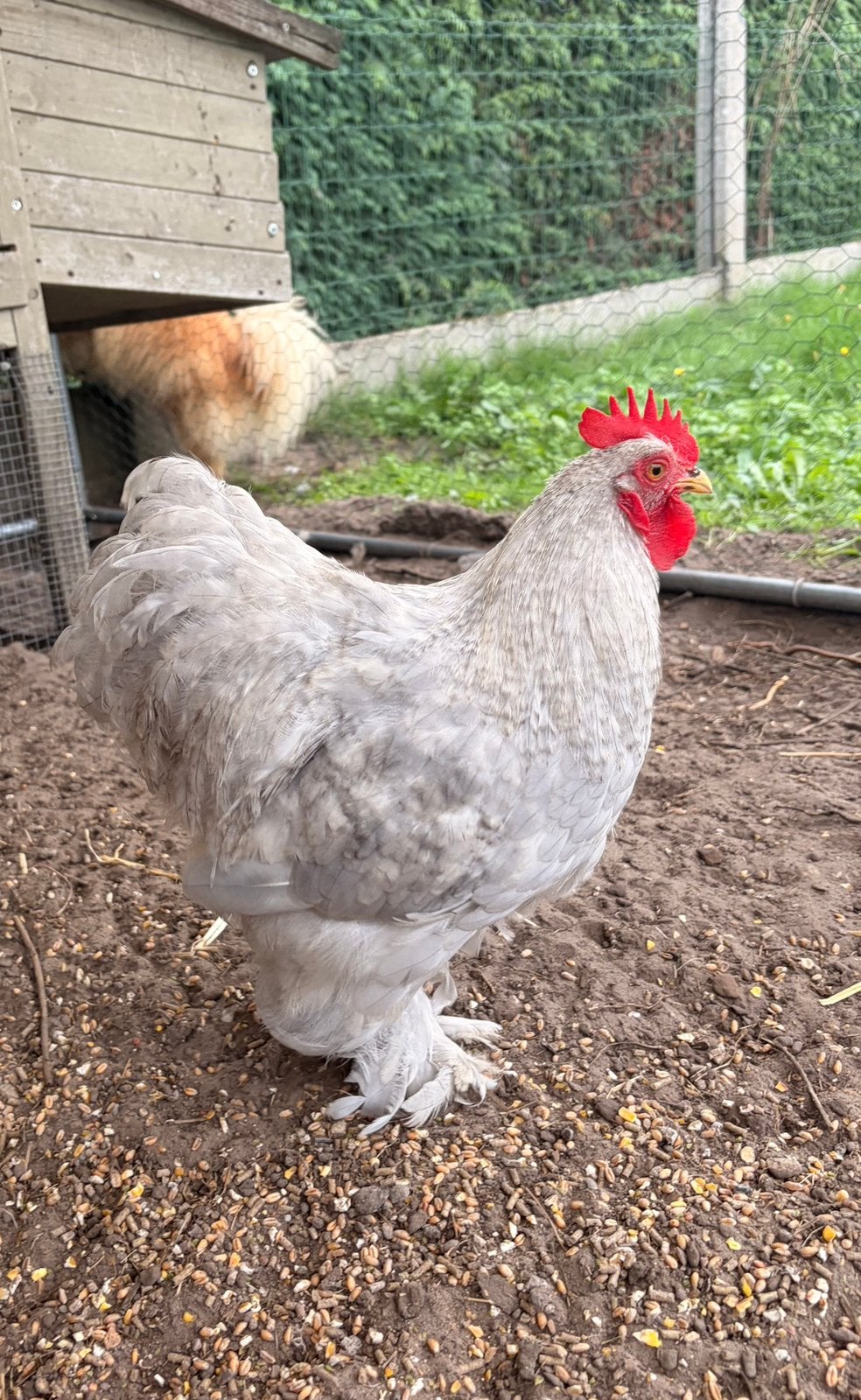 Lief cochin kriel haantje, Dieren en Toebehoren