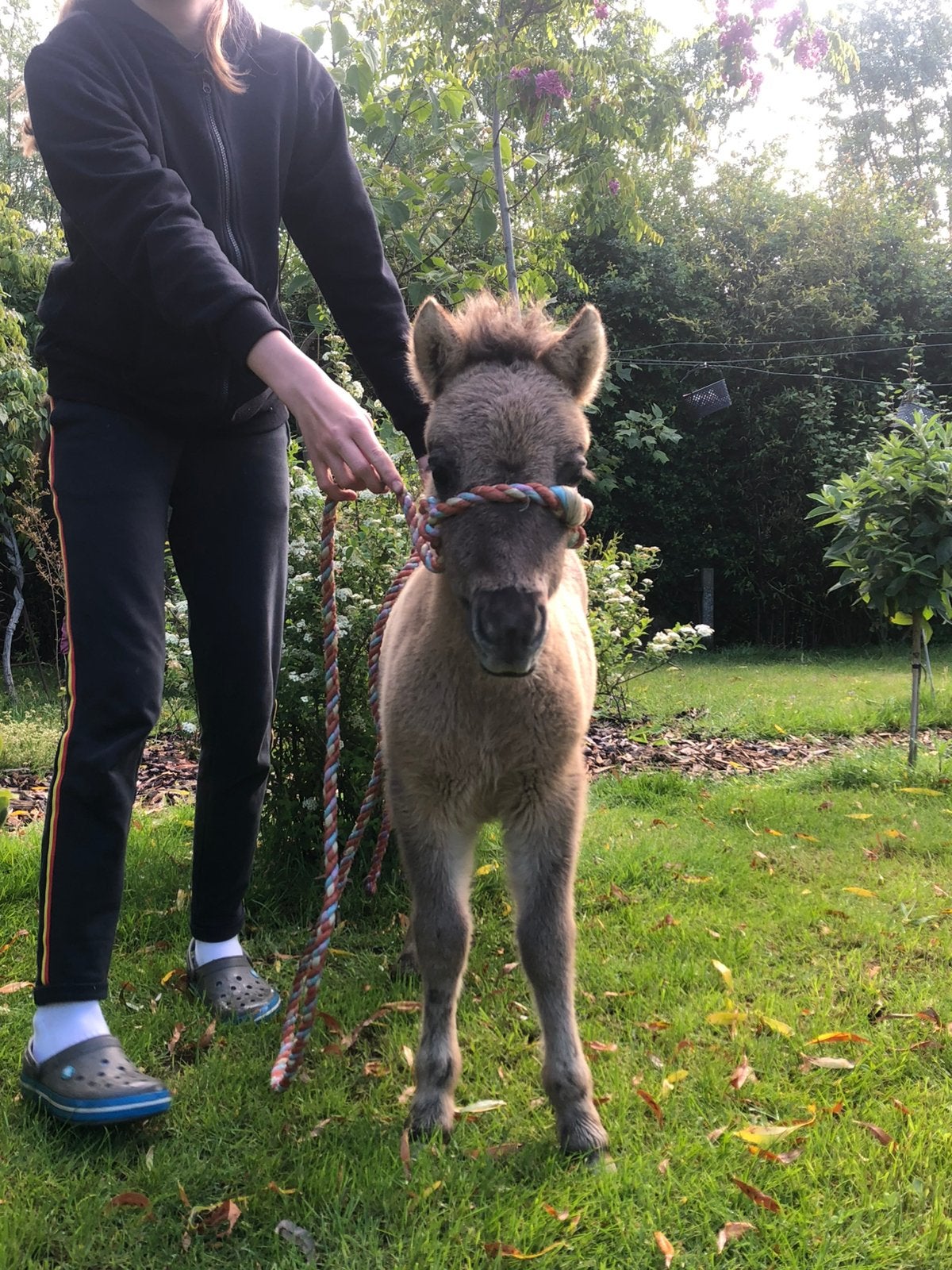Shetland veulen, Dieren en Toebehoren, Pony's, Merrie, Niet van toepassing, 0 tot 2 jaar, A pony (tot 1.17m)