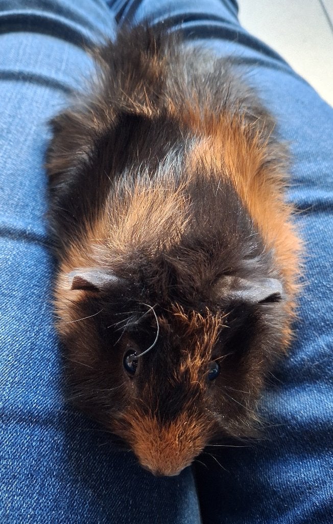 2 cavia's te koop, Dieren en Toebehoren, September, Mannelijk, Cavia