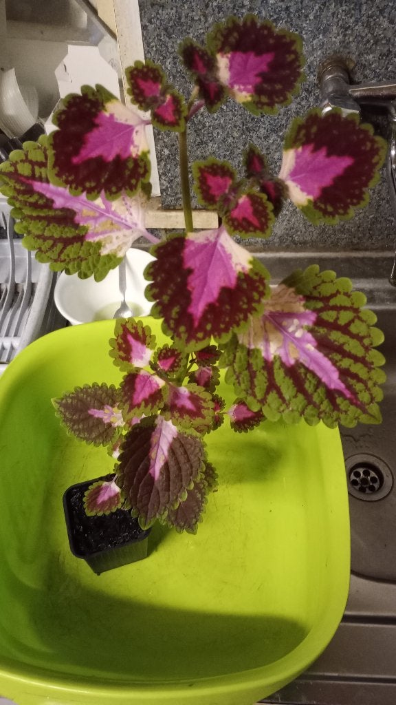 coleus, siernetel te koop, Ophalen of Verzenden, In pot, Minder dan 100 cm, Bloeiende kamerplant