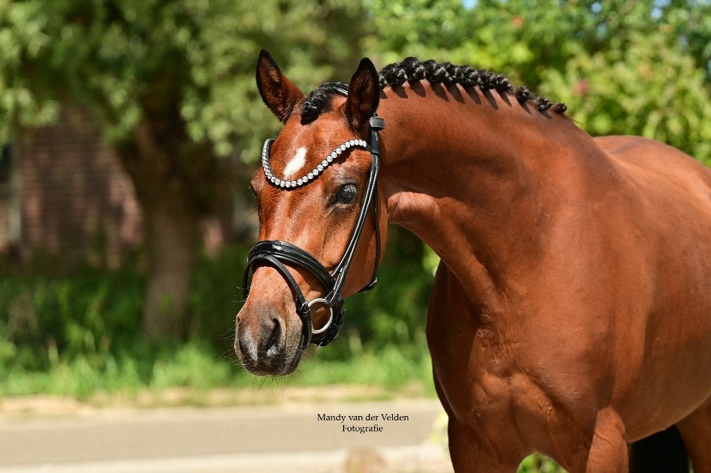 Prachtige STER merrie D pony, Dieren en Toebehoren, Merrie, Met stamboom, Dressuurpony, Zadelmak