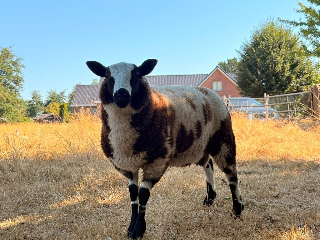 Baggerbont ramlam te koop, Dieren en Toebehoren, Schapen, Geiten en Varkens, Mannelijk, Schaap, 0 tot 2 jaar