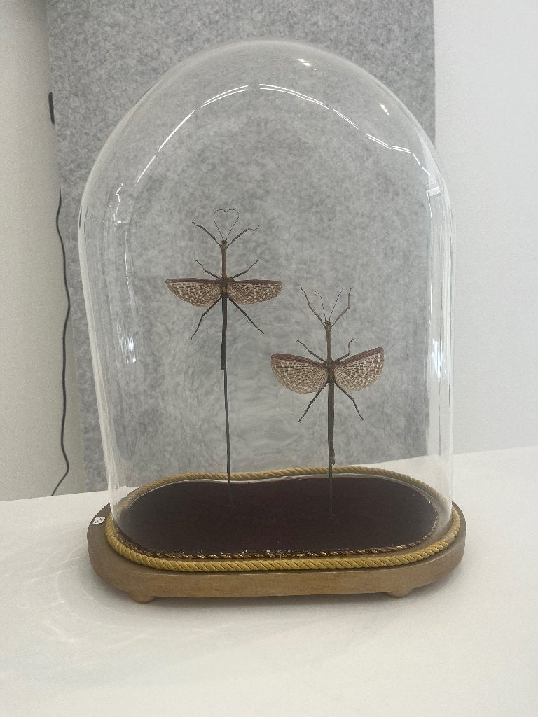 Taxidermie Anchiale buruense - wandelende takken, Wandelende tak