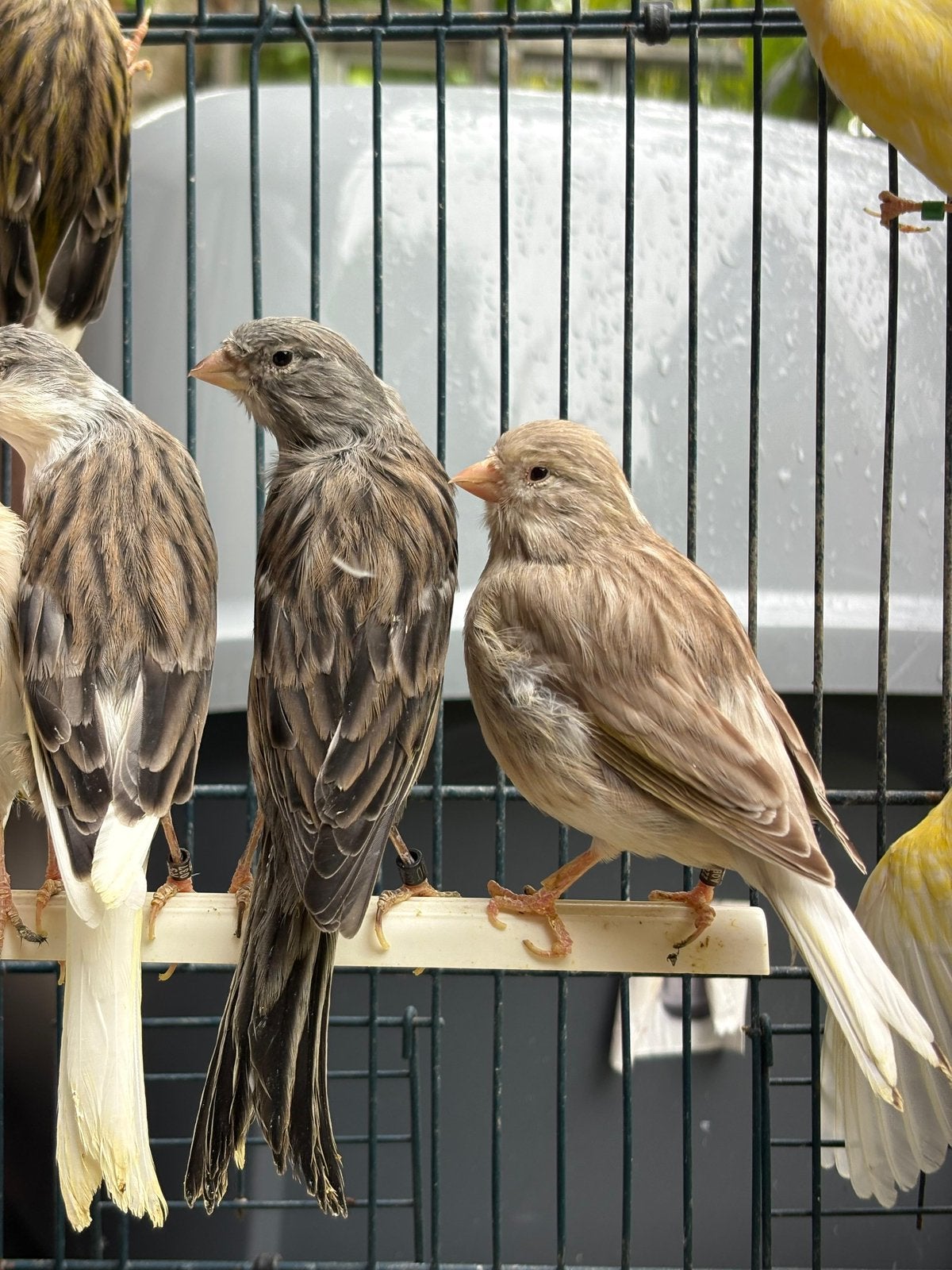 Kanarie, Dieren en Toebehoren