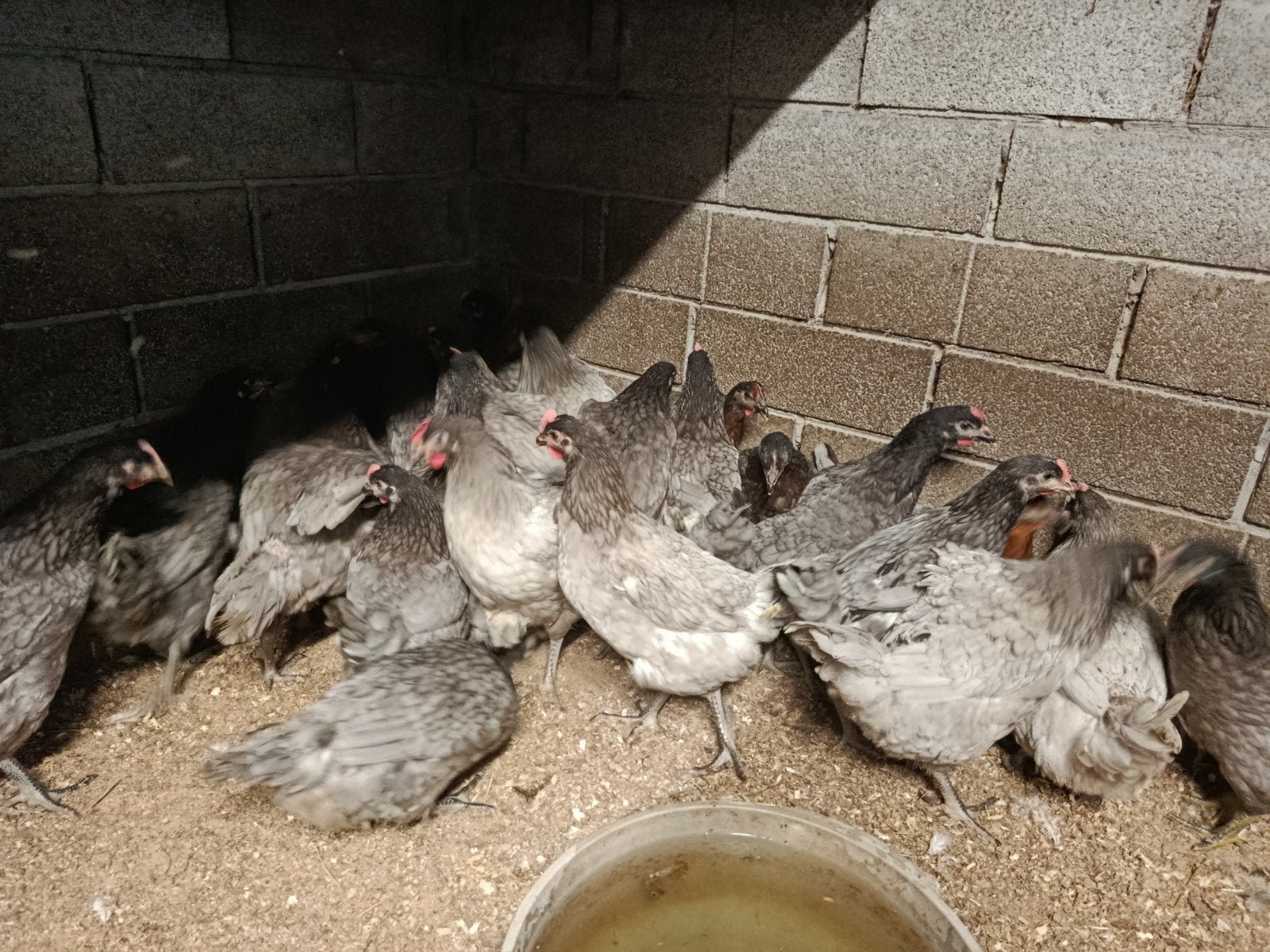 mooie bleu de landes legkippen, Dieren en Toebehoren, Kip