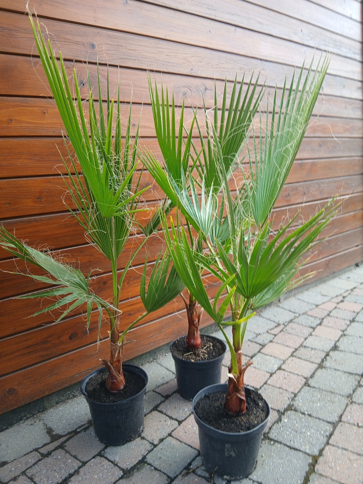 Washingtonia robusta, Enlèvement