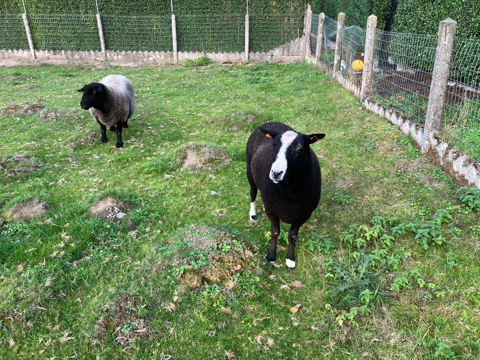 Zwartbles ooi en kruising zwartbles/Suffolk ooi, Femelle, Mouton, 3 à 5 ans