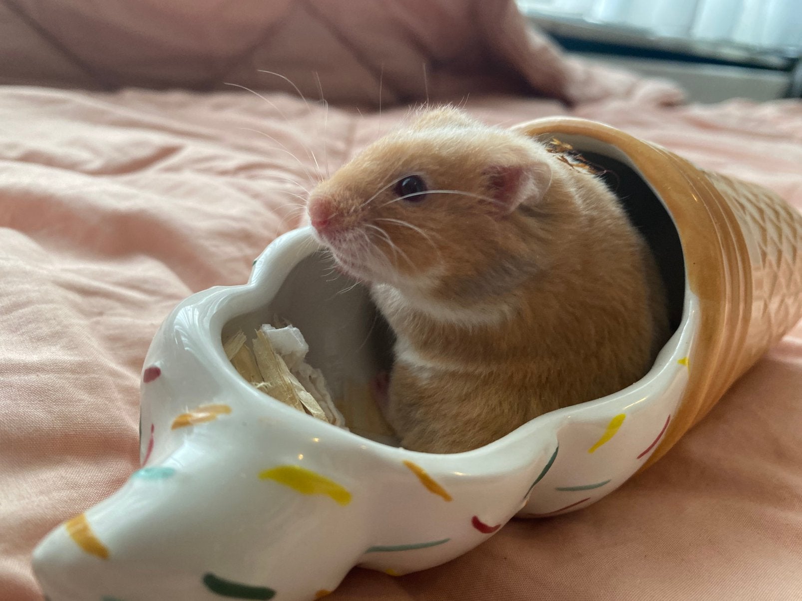 Goudhamster mannetje, Hamster, April, Mannelijk, Tam