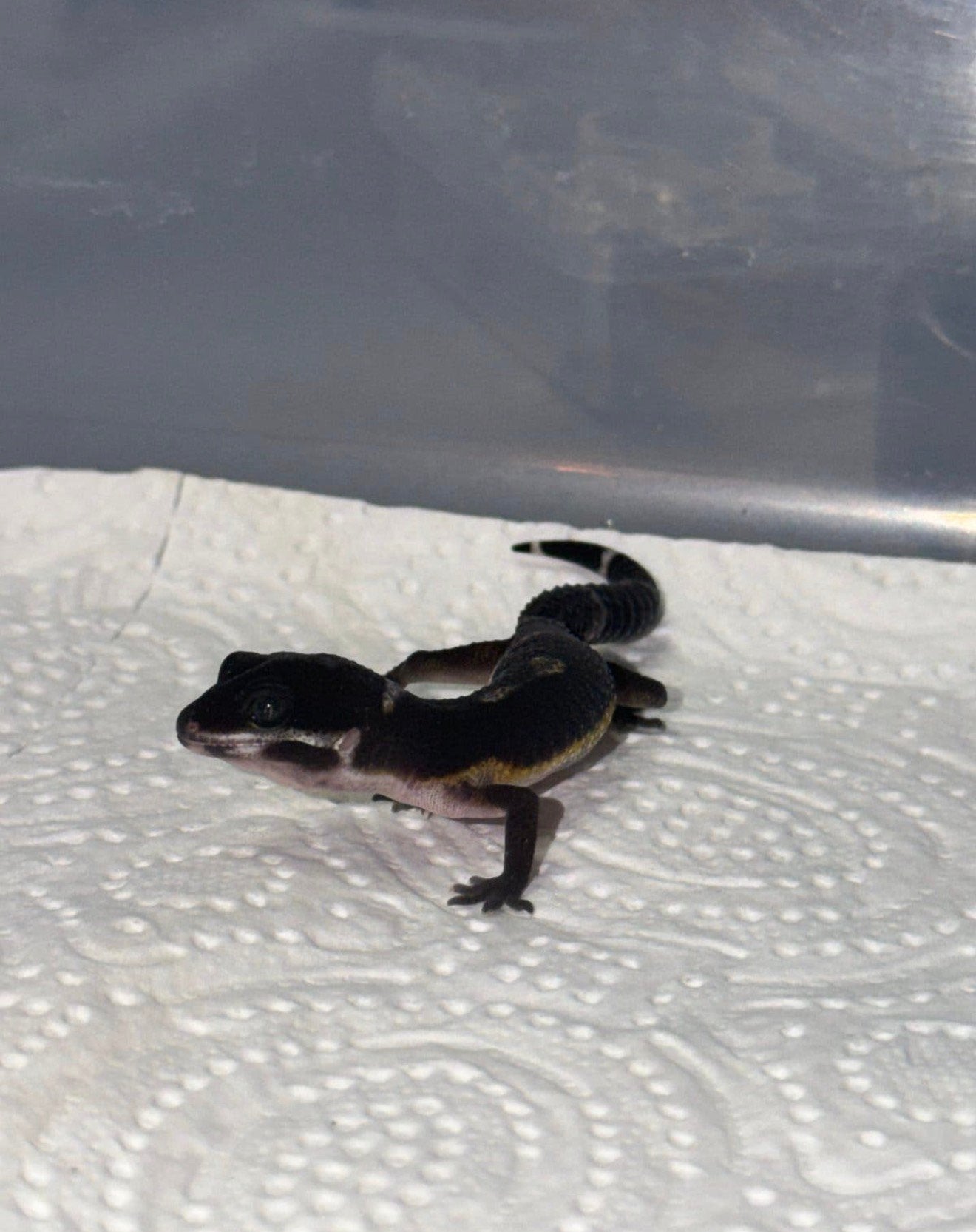 Black night luipaardgekko vrouw, Hagedis, Tam, 0 tot 2 jaar