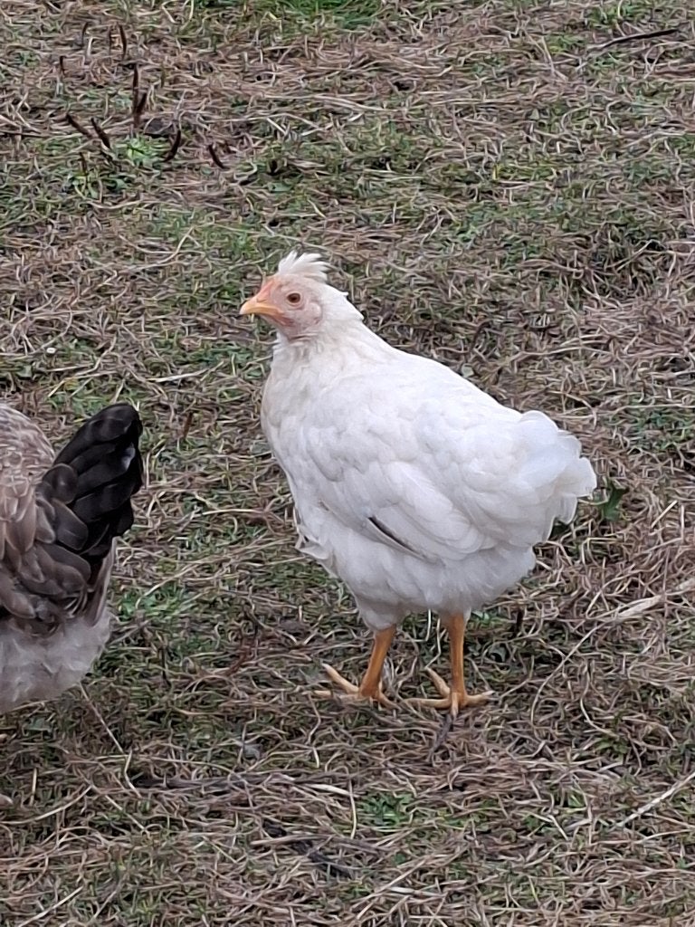 Witte kip   vader creme legbar., Dieren en Toebehoren, Vrouwelijk, Kip