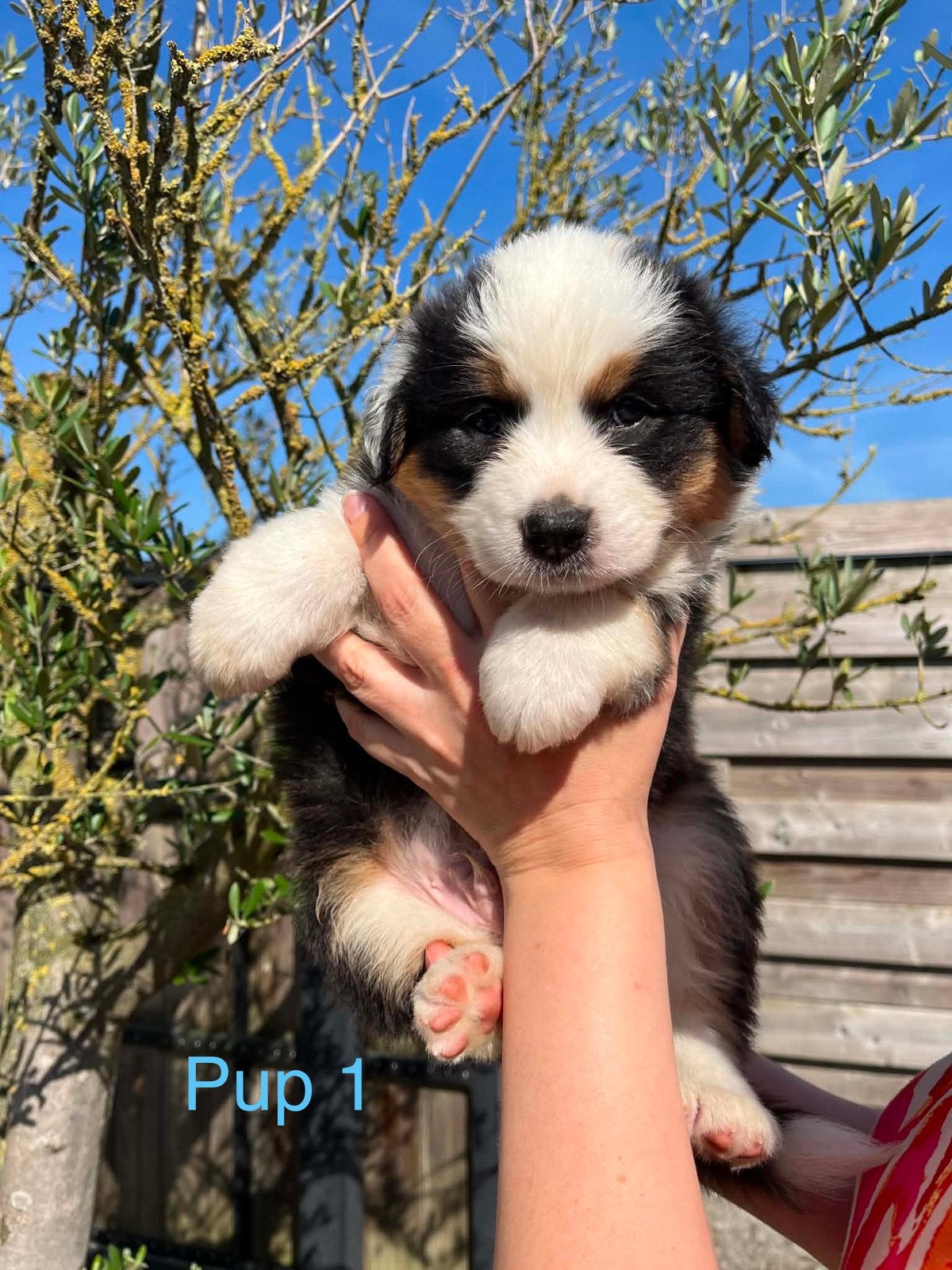 Australische Herder pups, Animaux & Accessoires, Chiens | Bergers & Bouviers, Berger, Éleveur | Loisir, Plusieurs, Belgique, 8 à 15 semaines