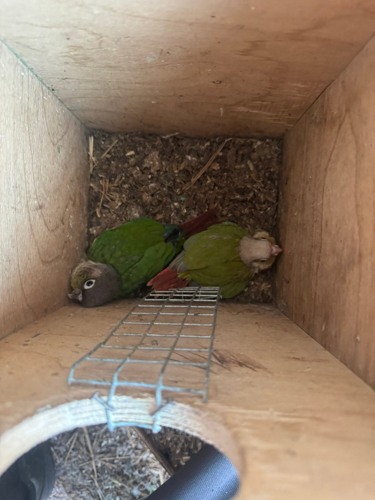 Baby vogels, Dieren en Toebehoren, Tam