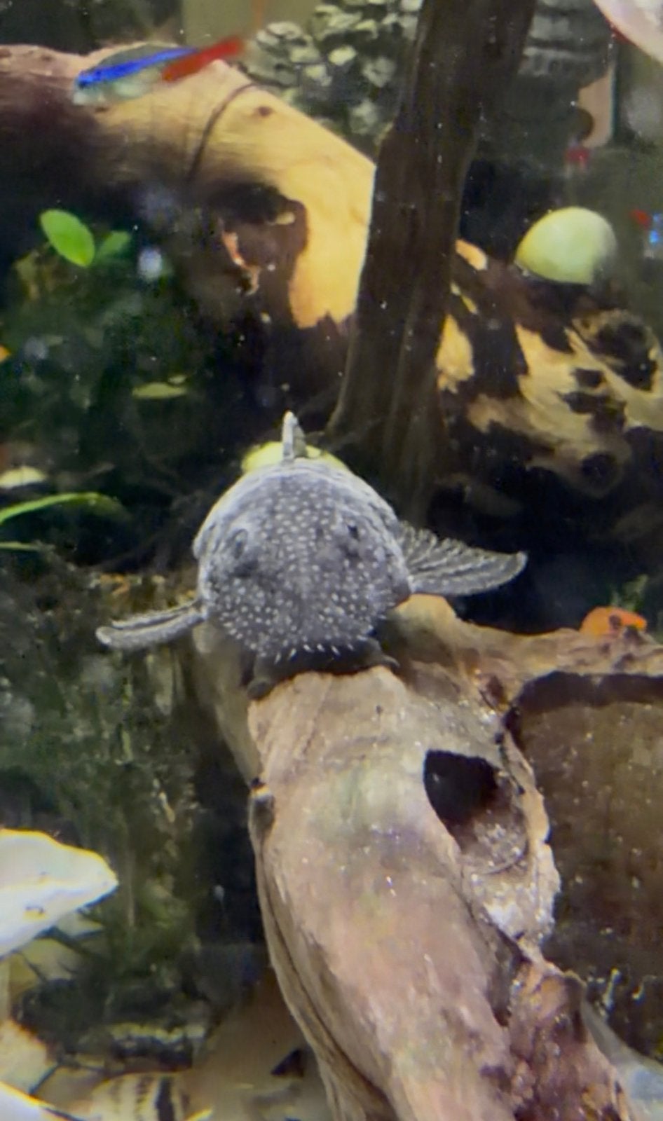 Ancistrus/Ancistrussen varia ) dans mon aquarium ?, Poisson d'eau douce