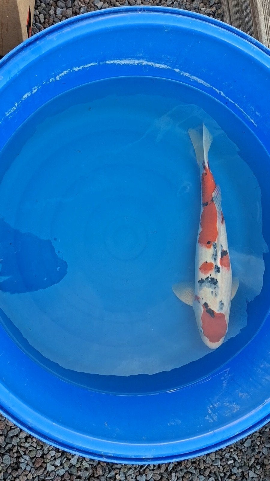 Japanse koi sanke, Karper of Koi