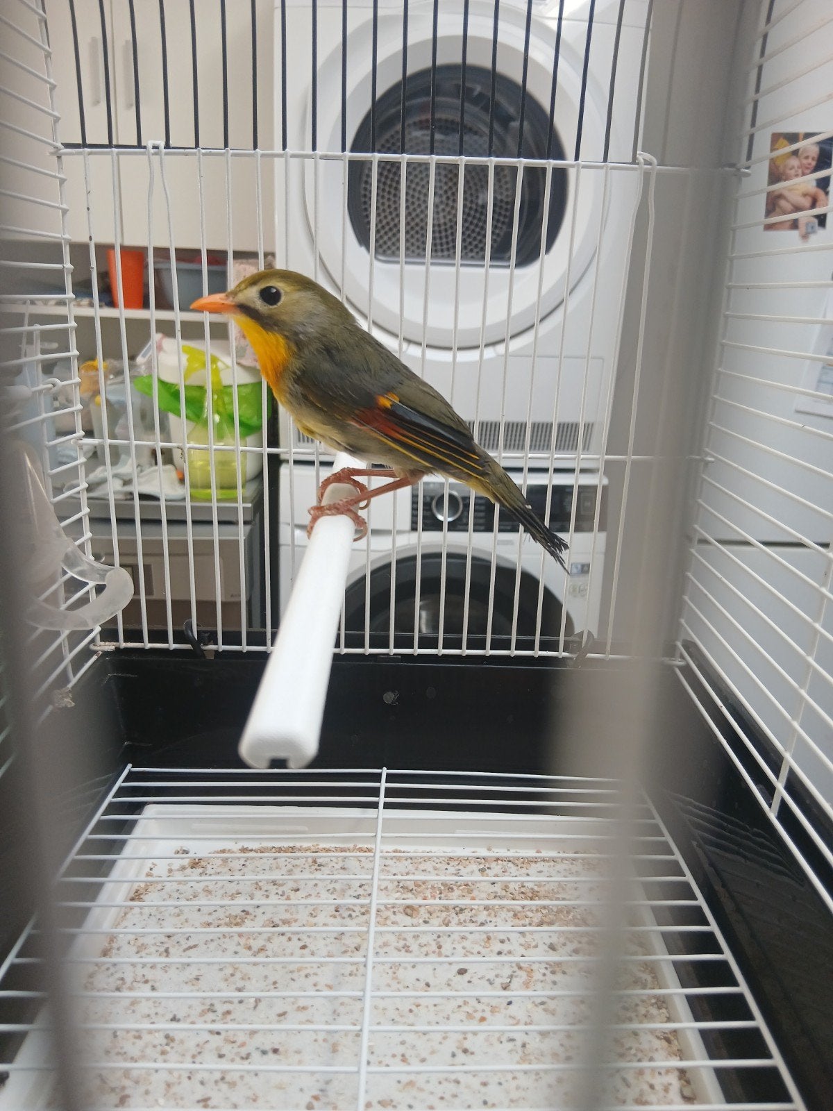 Rossignol du Japon, Animaux & Accessoires