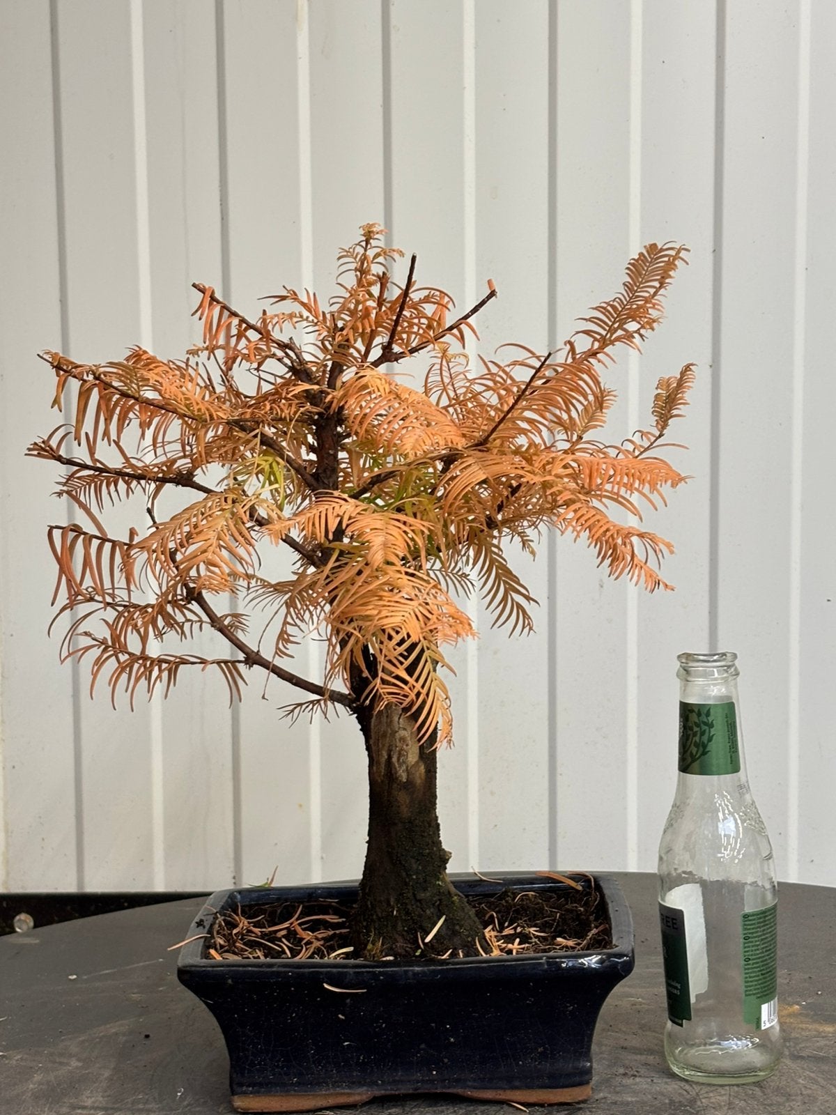 Bonsai metasequoia shohin 2, Enlèvement