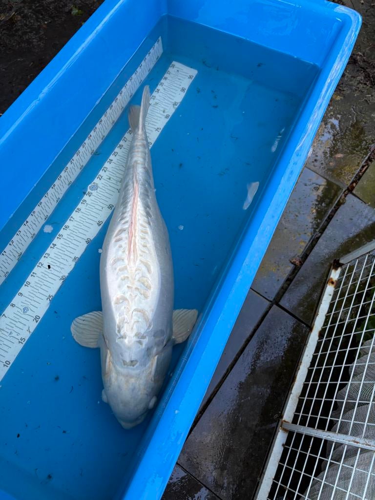 75 cm doitsu koi, Dieren en Toebehoren, Karper of Koi