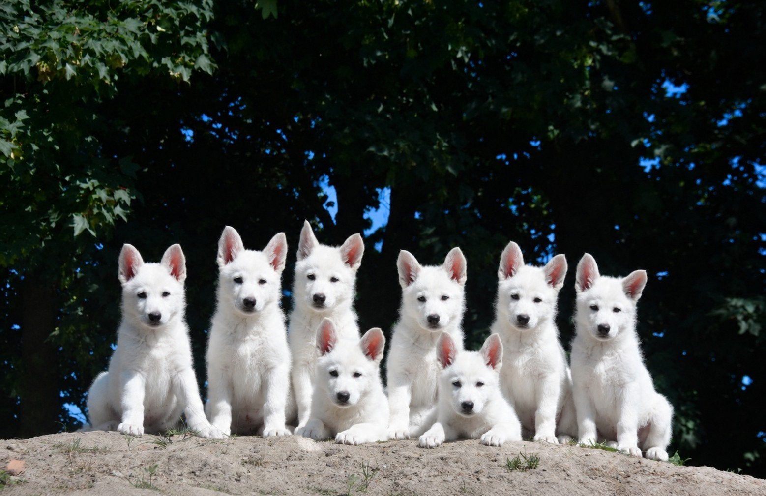 Chiots Swiss White Shepherd, Plusieurs, Hépatite contagieuse (maladie de Rubarth), Belgique, Berger