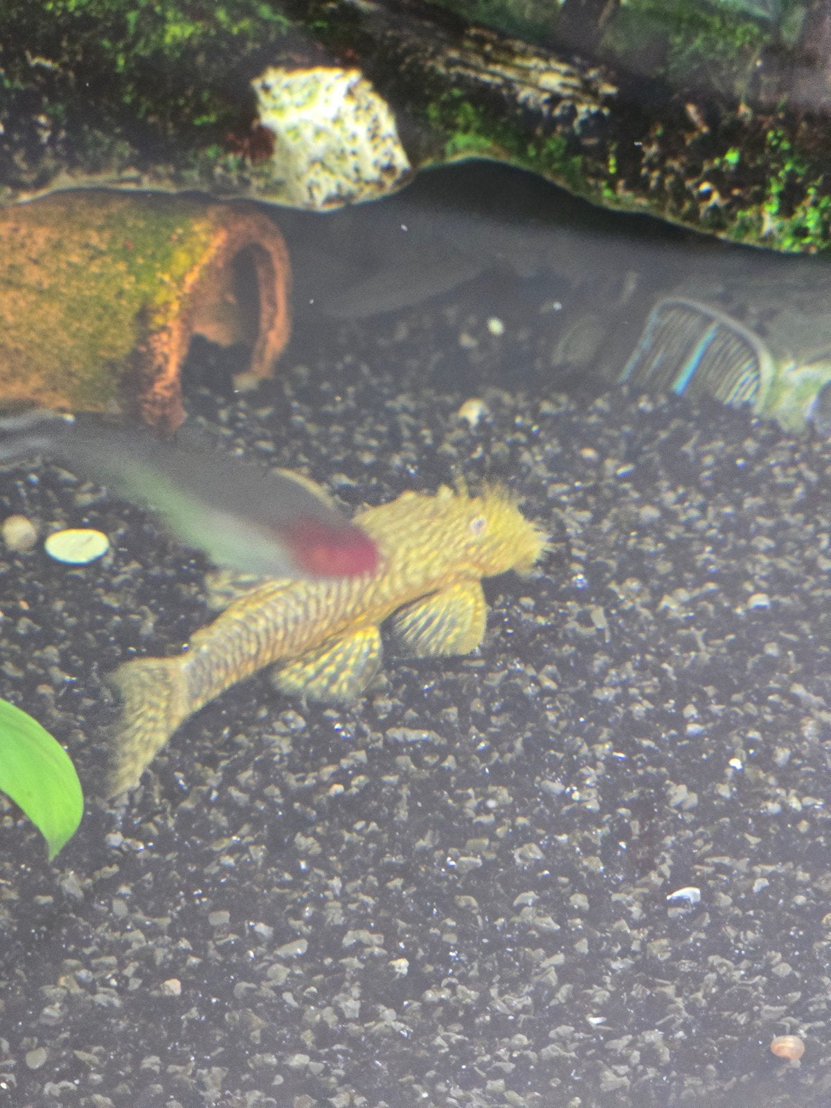 Ancistrus Albinos
