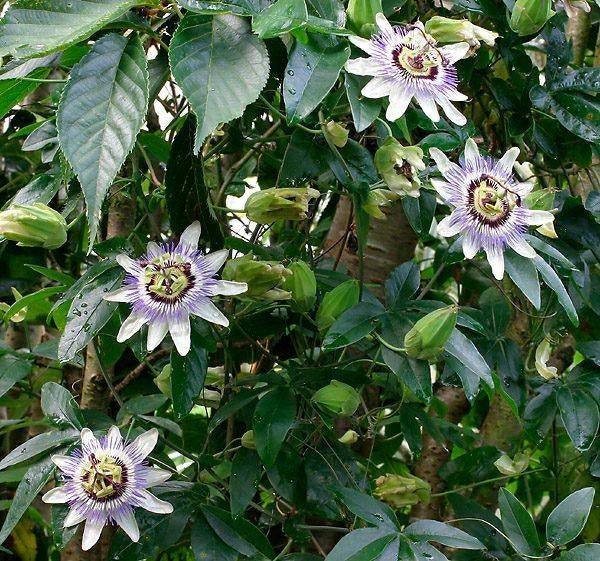 passieflora klimplant, Tuin en Terras, Ophalen, Zomer