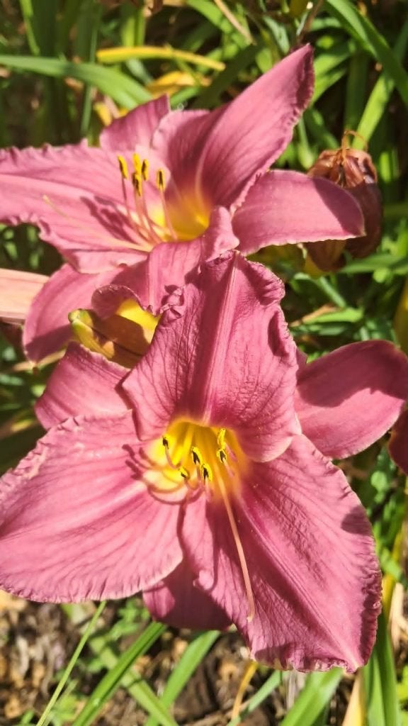 daglelies verschillende soorten, Jardin & Terrasse, Plantes | Jardin, Enlèvement, Couvre-sol