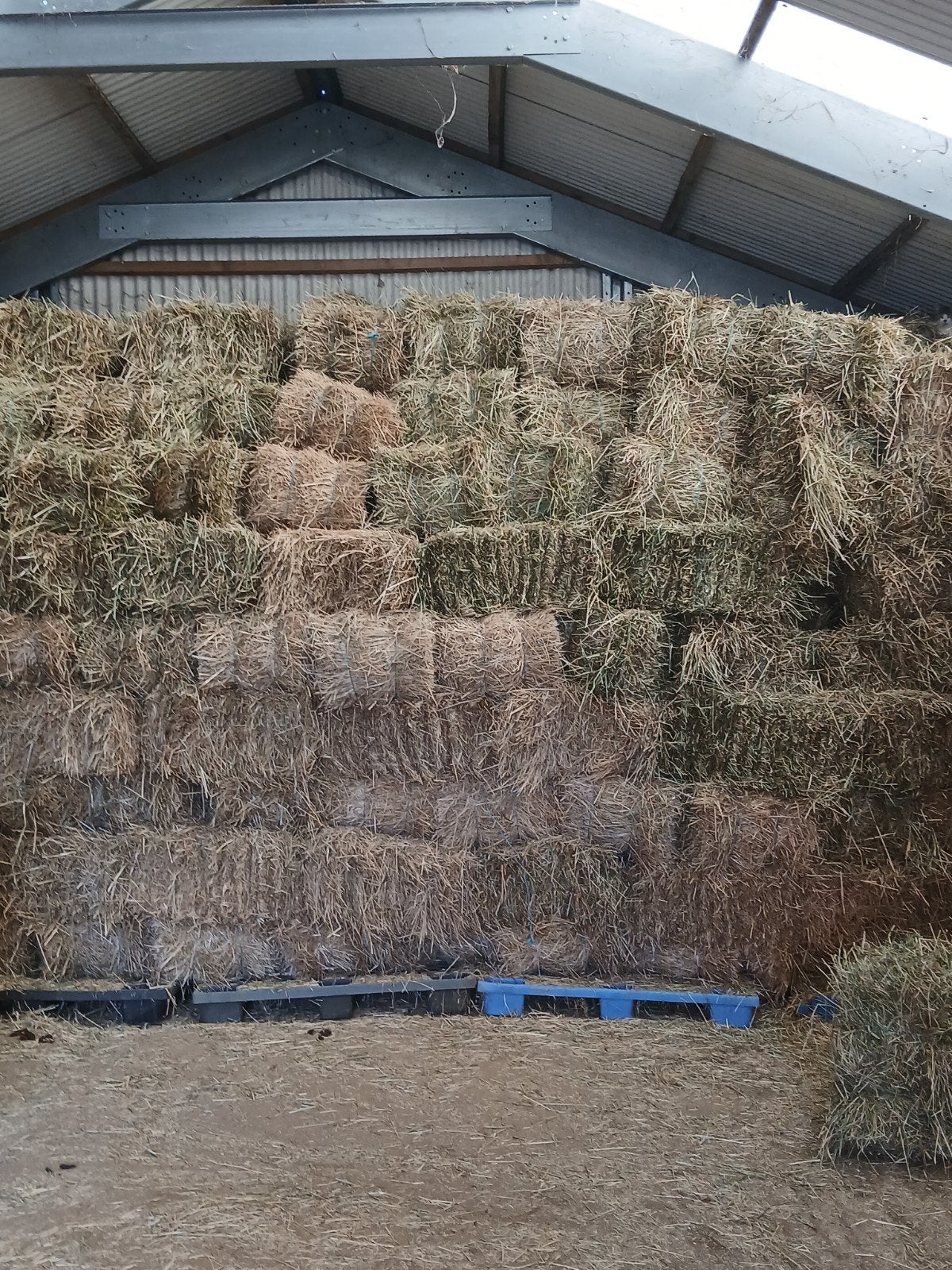 te koop, Dieren en Toebehoren, Ophalen