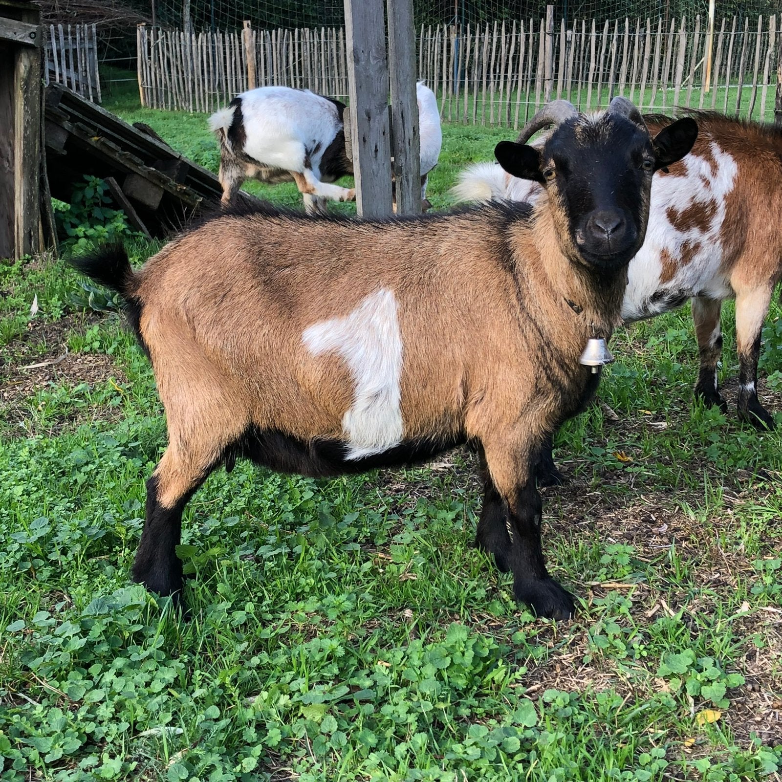 Dwerggeiten, Dieren en Toebehoren, Schapen, Geiten en Varkens, Vrouwelijk, Geit, 6 jaar of ouder