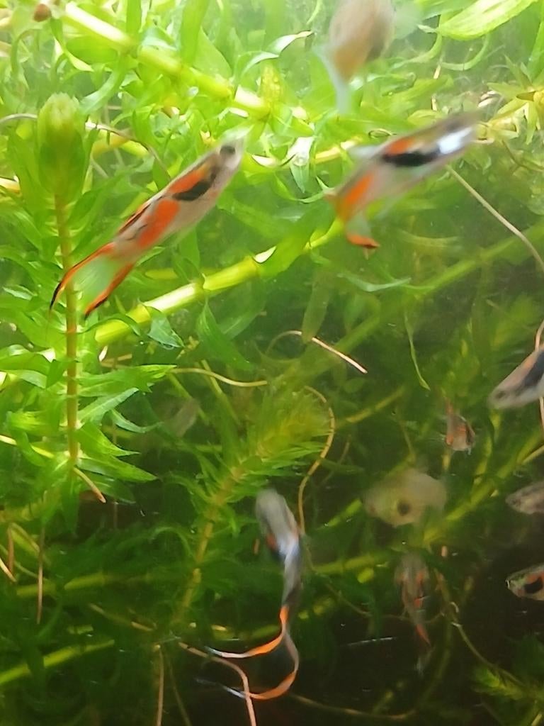 Endler guppies mix 9, Dieren en Toebehoren, Ophalen