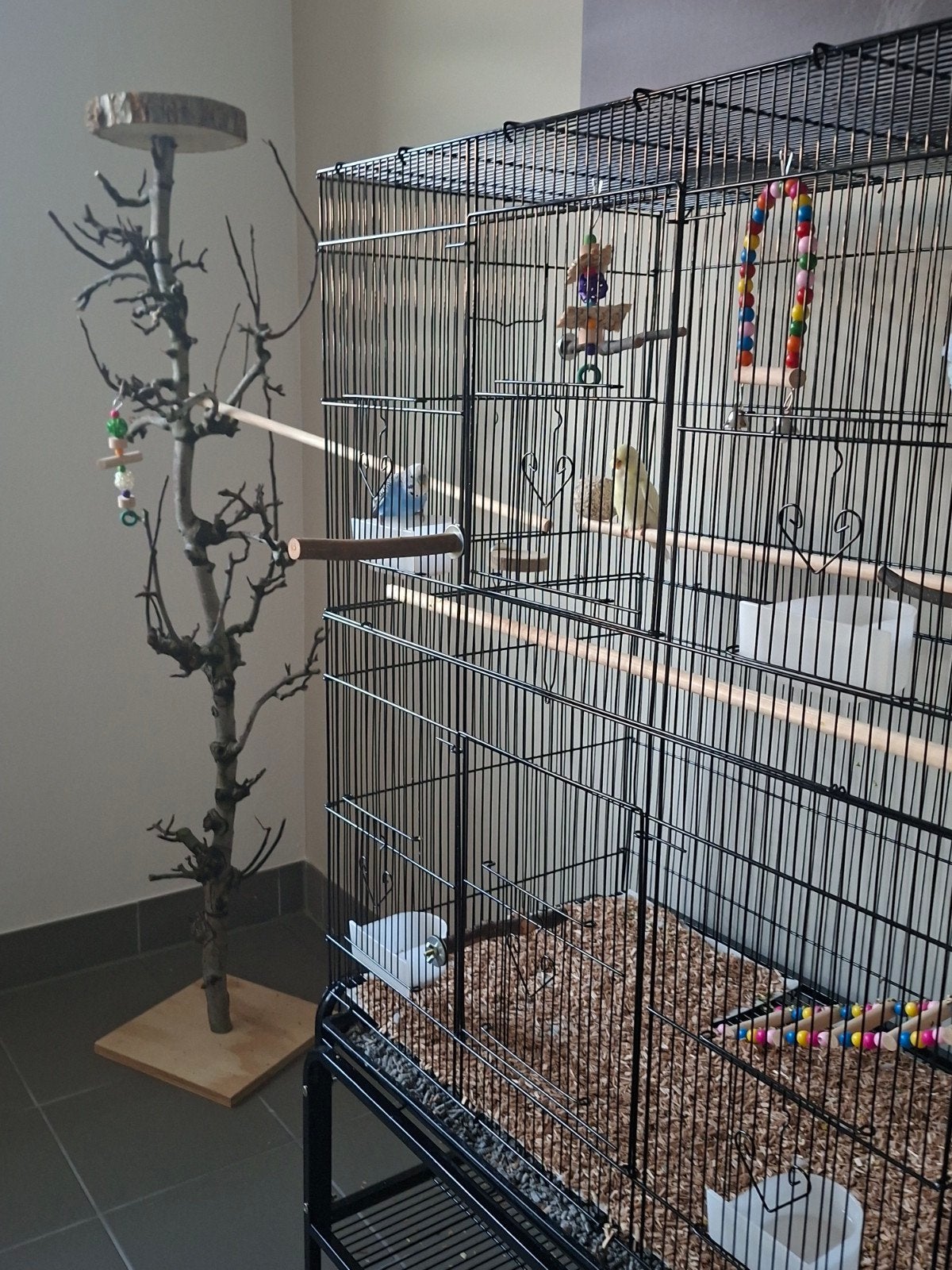 Koppeltje grasparkieten met mooi kooi en boompje en extra, Enlèvement