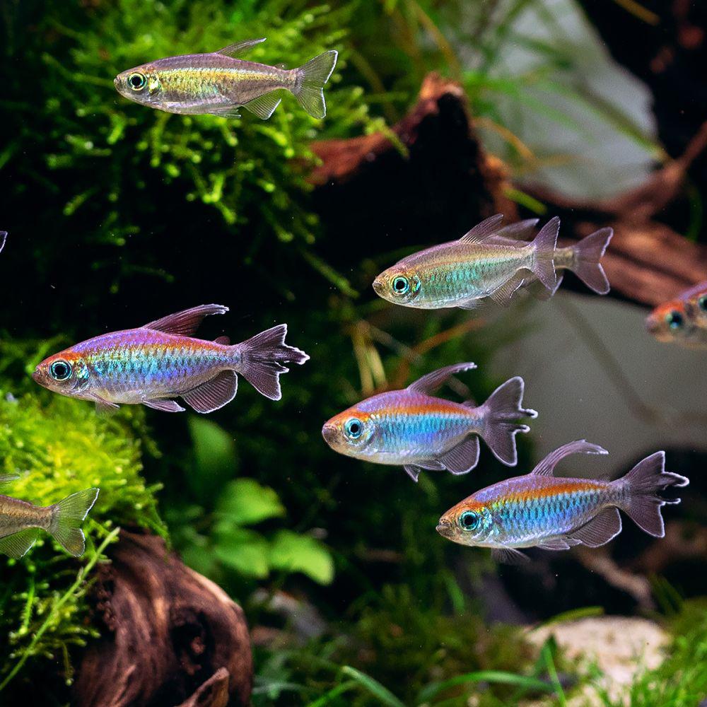 Congo Tetra visjes (te ruil/te koop), Dieren en Toebehoren, Vis, Zoetwatervis, Schoolvis