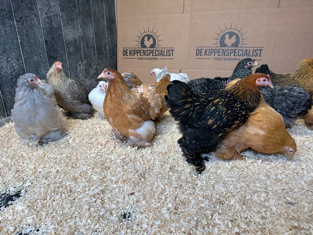 Cochin kriel kippen verschillende kleuren, gesekst & ingeënt, Dieren en Toebehoren, Pluimvee, Vrouwelijk, Kip