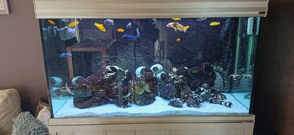 aquarium, Animaux & Accessoires, Poissons inclus, Aquatlantis, Aquarium d'eau douce rempli, Enlèvement