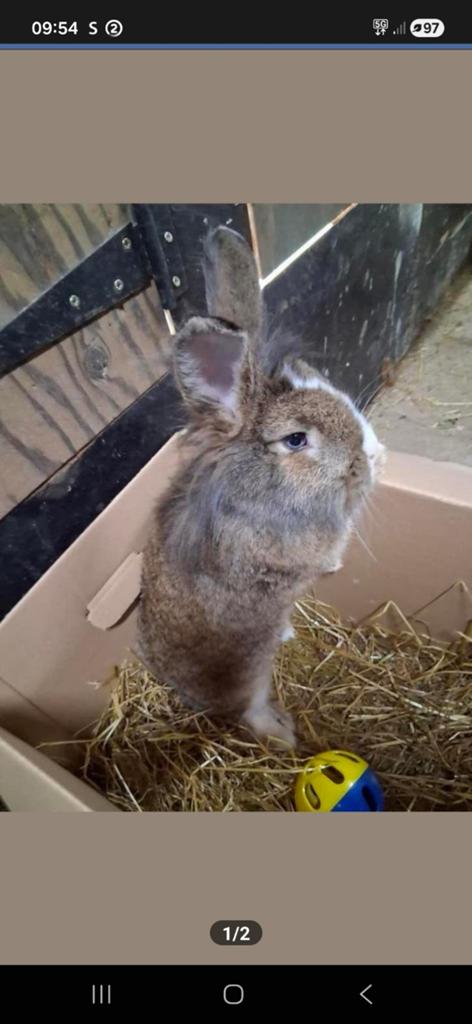 Konijn, Dieren en Toebehoren, Konijnen, Vrouwelijk, Middelgroot, 0 tot 2 jaar
