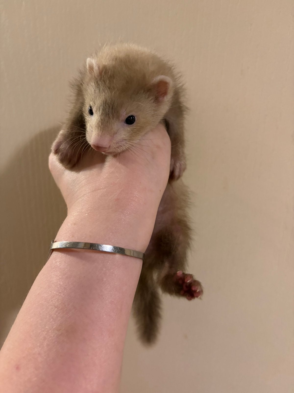 Mooi choco fretten rammetje pup, Animaux & Accessoires, Mâle, Furet, Juin, Domestique