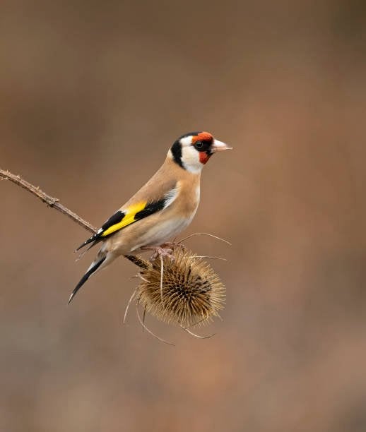 Alle soorten distelvinken, Dieren en Toebehoren
