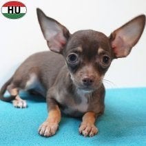 X Chihuahua - Un regard pétillant, une robe chocolat, 15 semaines à 1 an, Chien (mâle), Autres races, Un chien