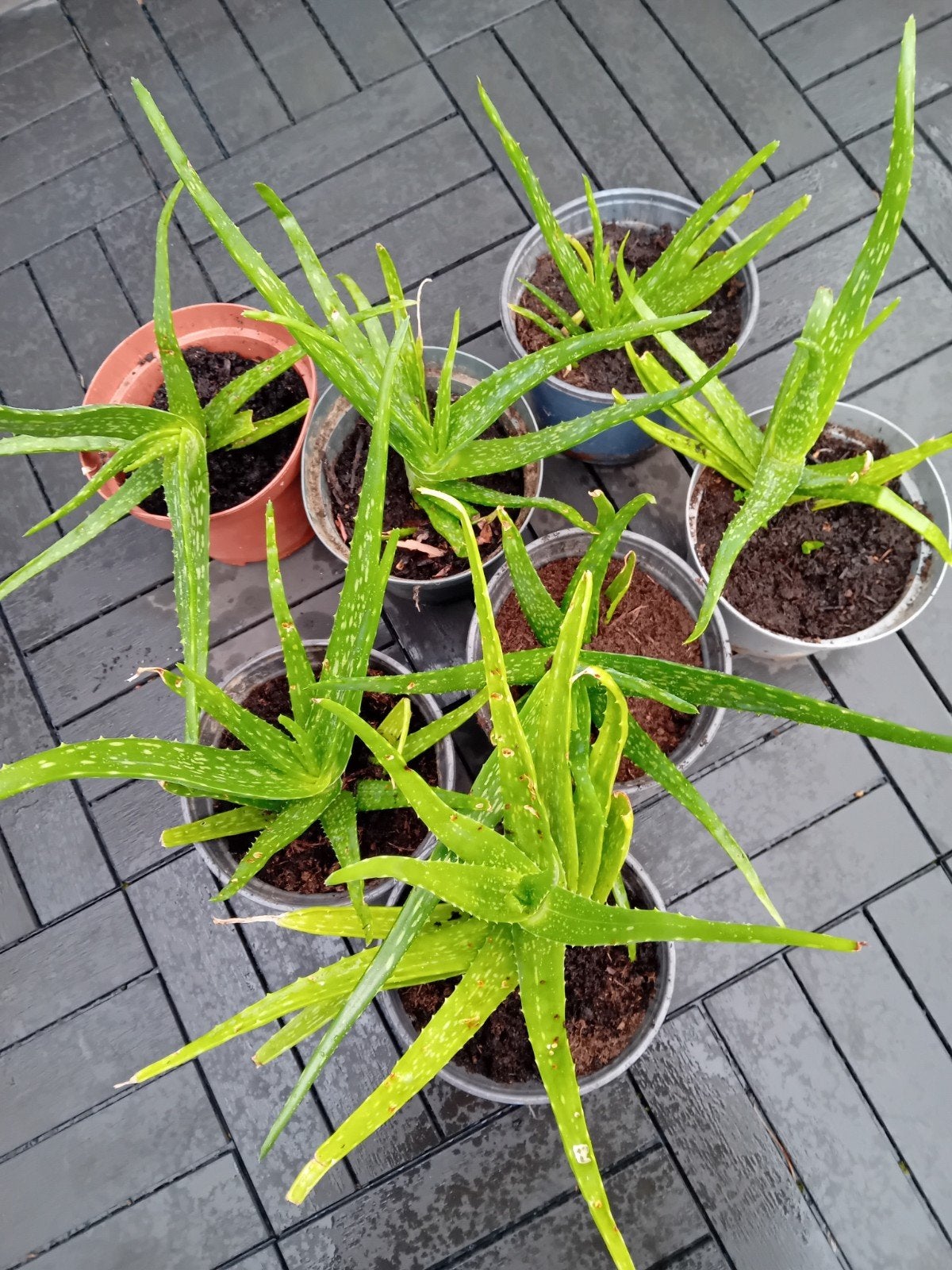 Aloe Vera, Enlèvement