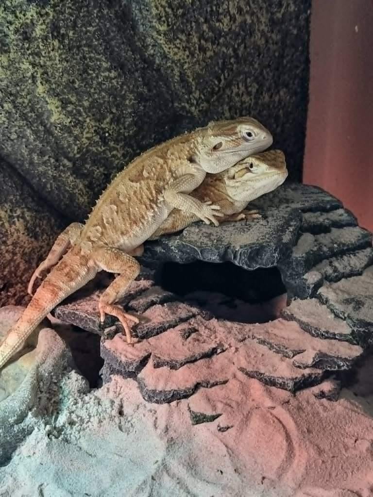 Dwergbaardagamen koppeltje met terrarium, Dieren en Toebehoren, Hagedis, Met terrarium, 0 tot 2 jaar
