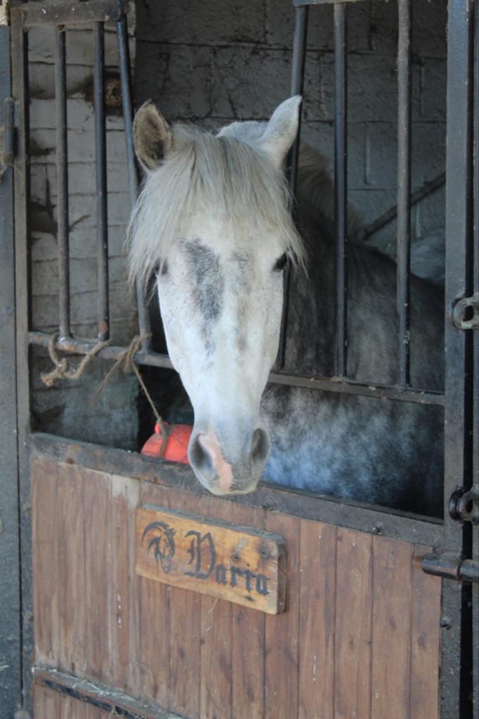 Boxes de disponible, Dieren en Toebehoren, Stalling en Weidegang